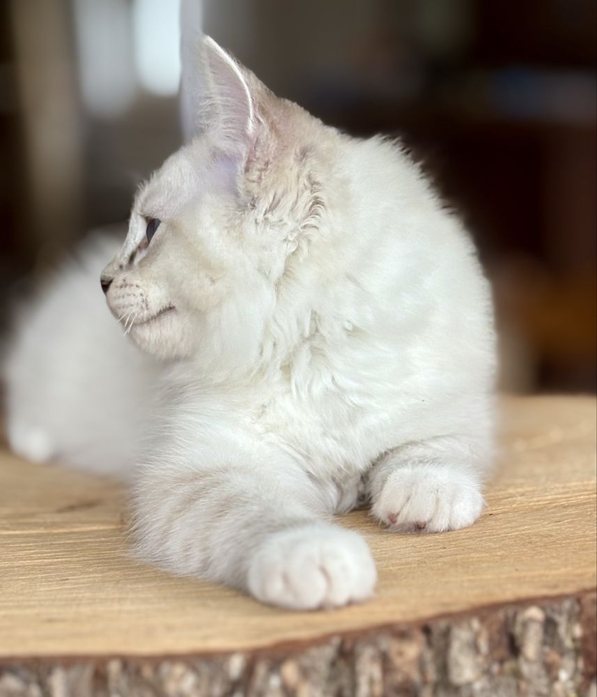 Ragdoll FPL kocurek seal mitted tabby