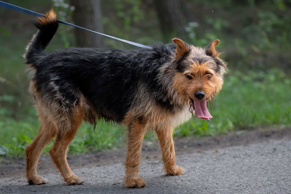 ROZAR młody piękny pies w typie teriera do adopcji