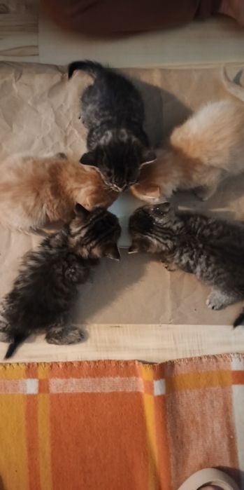 Kotki do adopcji