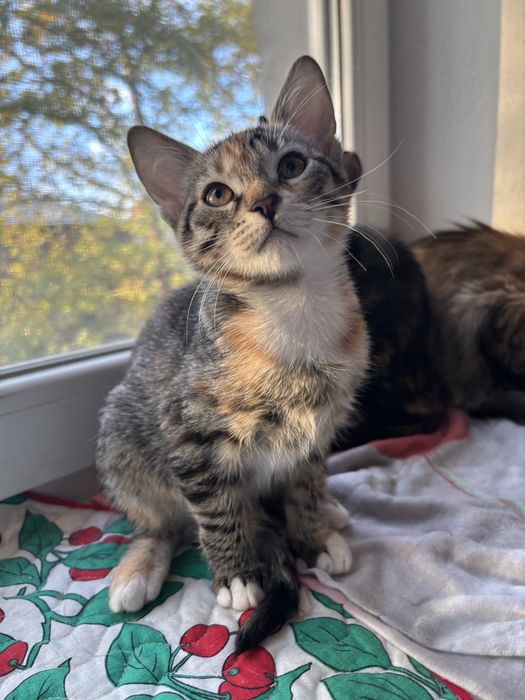 Отдам в добрые руки девочки