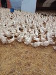 Kaczki Pekin 6 tyg