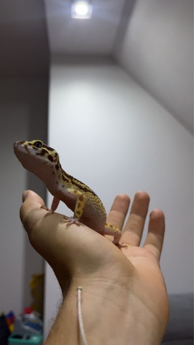 Terrarium + Gekon lamparci