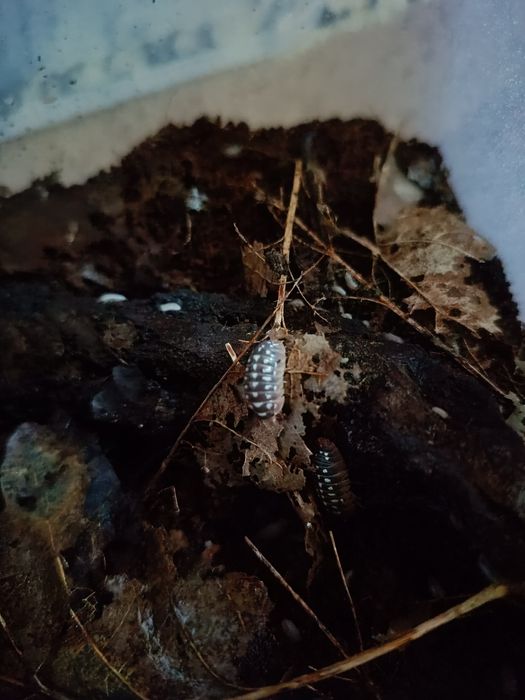 Armadilidium cetinjense 10szt im więcej tym taniej isopody kulanki