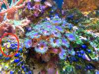 Koralowiec Zoanthus Rasta