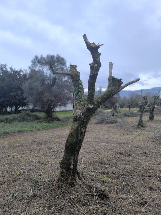 Oliveiras para jardim