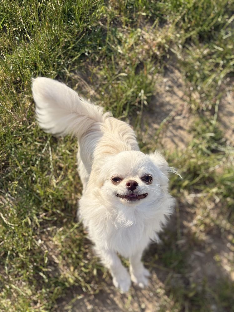 Chłopiec chihuahua FCI