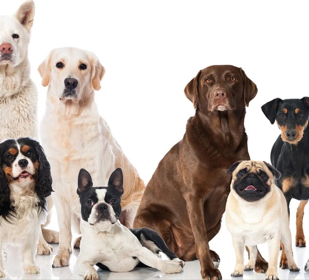 Pet Siting - Apoio a animais estimação