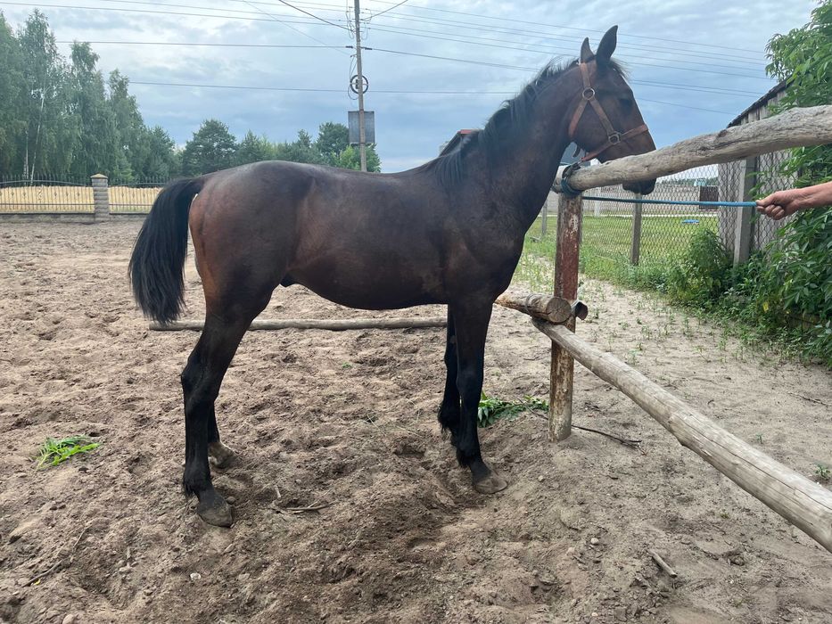 Ogier ogierek śląski po rodzicach licencyjnych