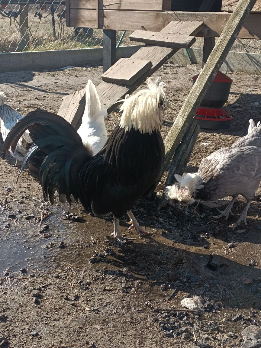 Jajka lęgowe Bialoczuba i innych ozdobnych