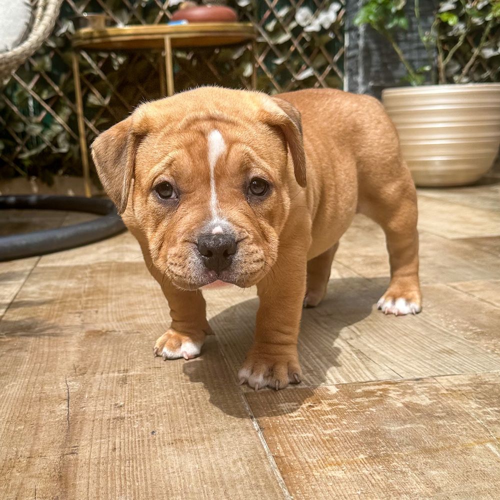 American Bully Fêmea