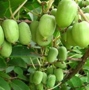 саджанці актинидії аргута коломікта саженцы актинидии аргута коломикта