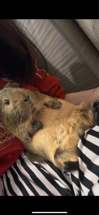 Swinka morska samica