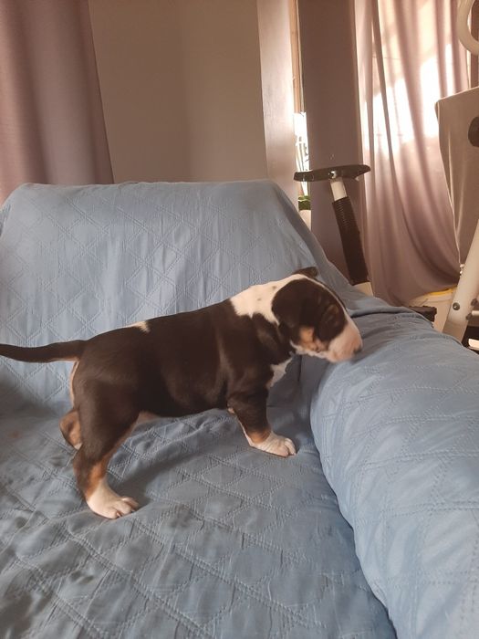 Bulterier standard-suczka