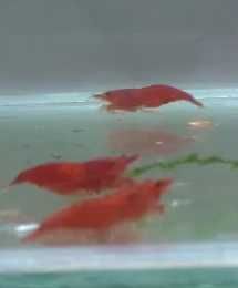 Neocaridinas Green Jade ,Fire Red, Orange, Yellow, Blue Dream e Jelly