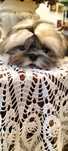 shih tzu barwy złoto i tricolor .