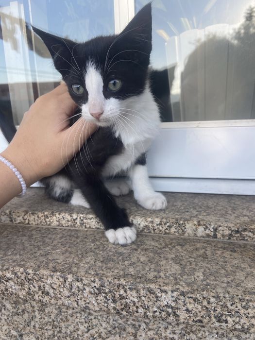 Gatos para adoção