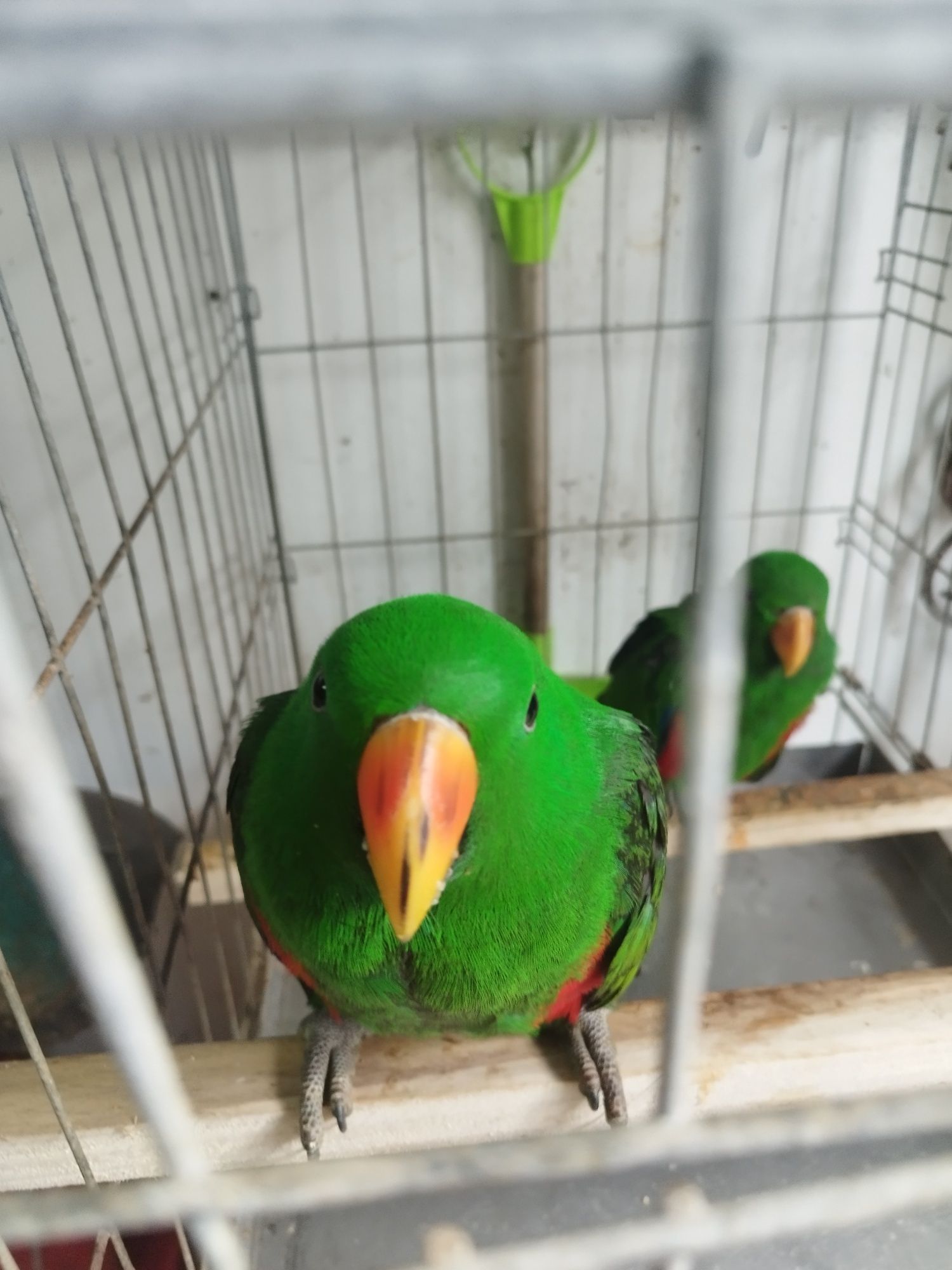 Disponível 2 machos ecletus