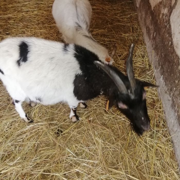 Sprzedam kózki miniaturowe do zabawy z dziećmi ,  wypasania trawników.