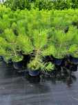 Sosna Czarna Pinus nigra w donicy 3l