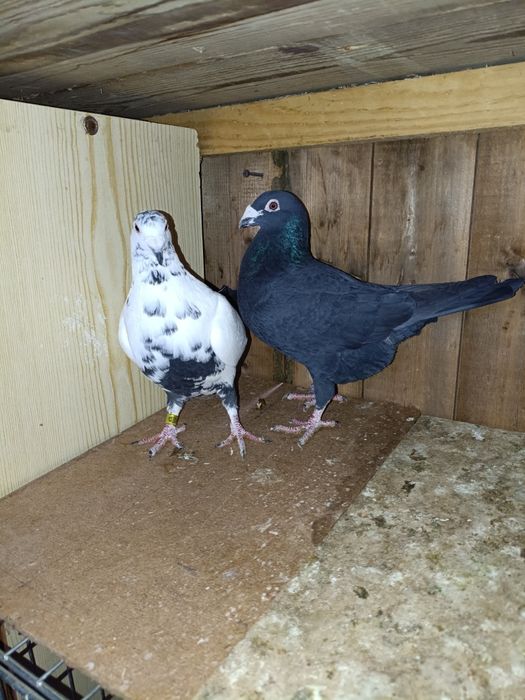 Golebie pocztowe tygrysy