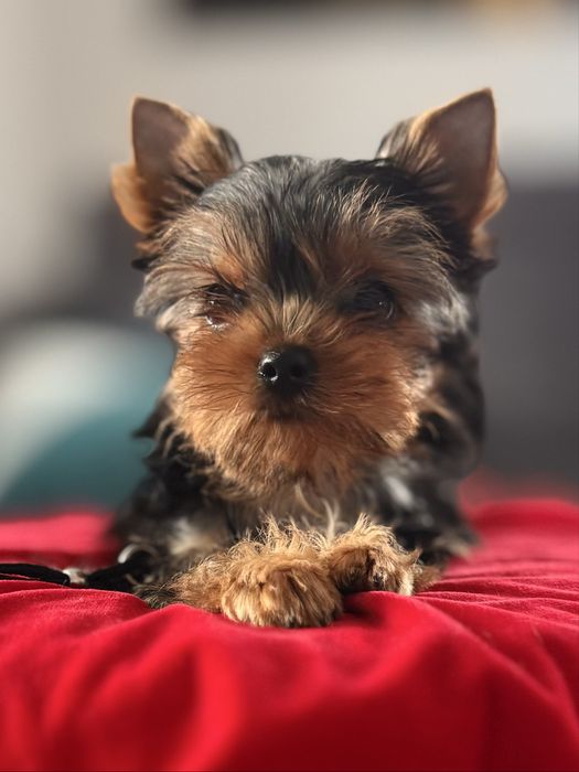 York-przepiękna sunia po multichampionie ZKwP FCi