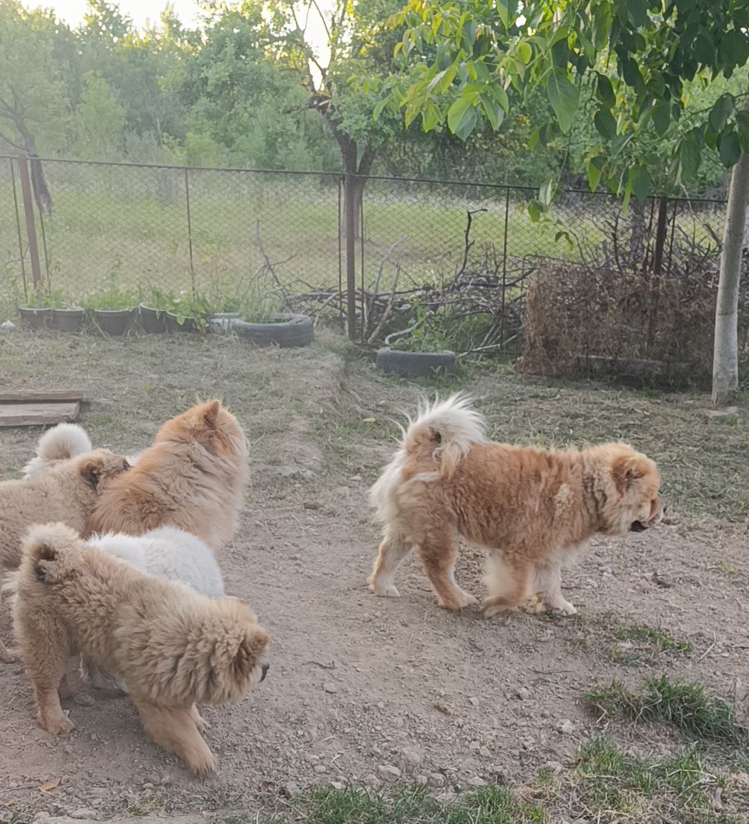 Чау чау питомник