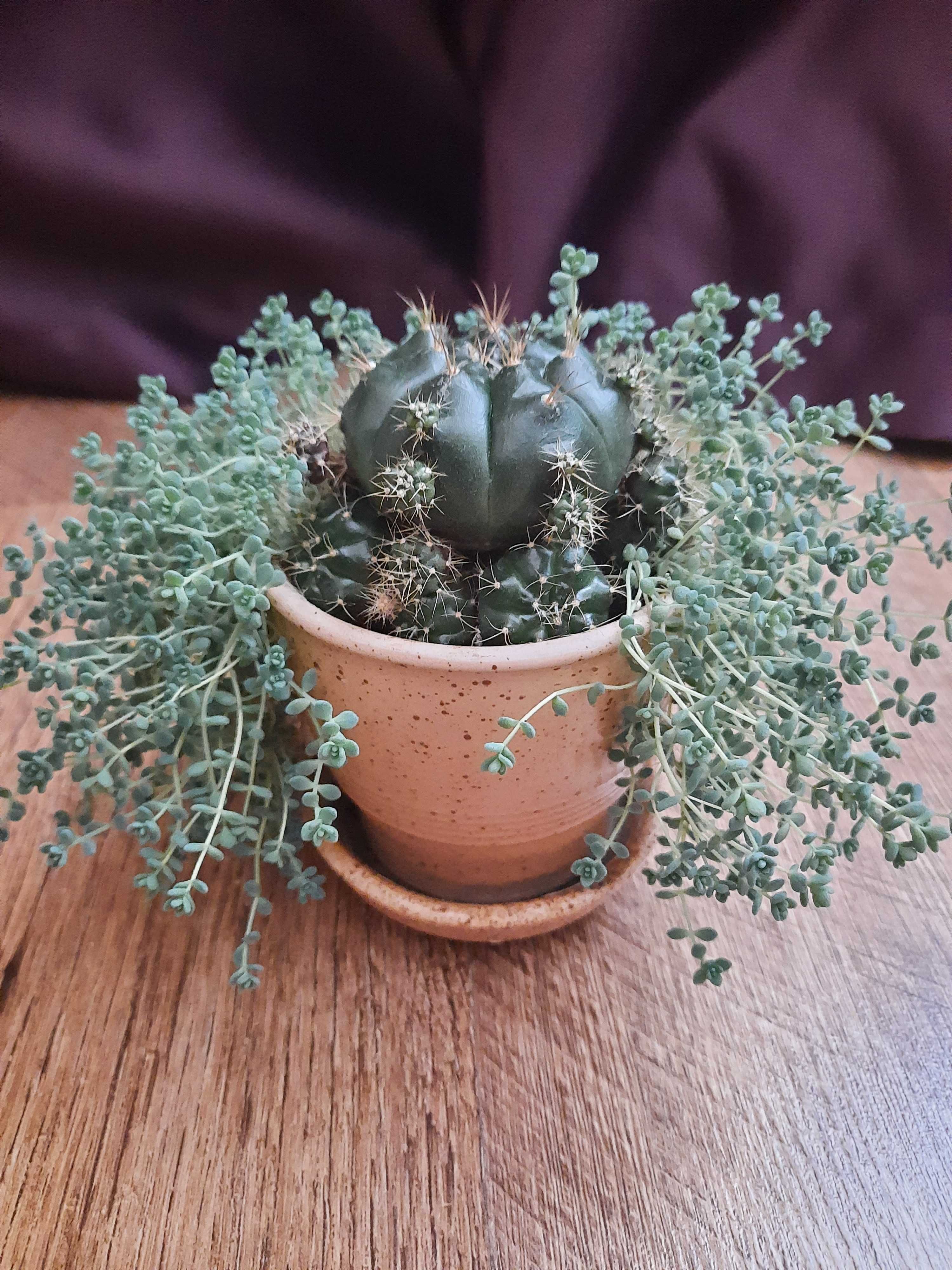 Гімнокаліціум Дамсі, Gymnocalycium damsii, кактус, фікус.