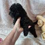 Caniche/ Poodle Negro Criadora Registada PT 3088 FL FL