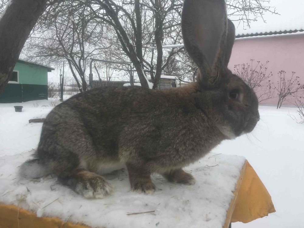 Кролі різноі породи