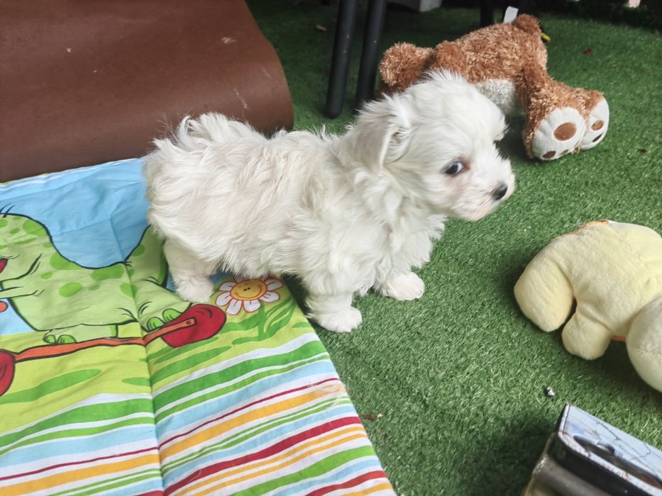 maltańczyk szczenię z metryką