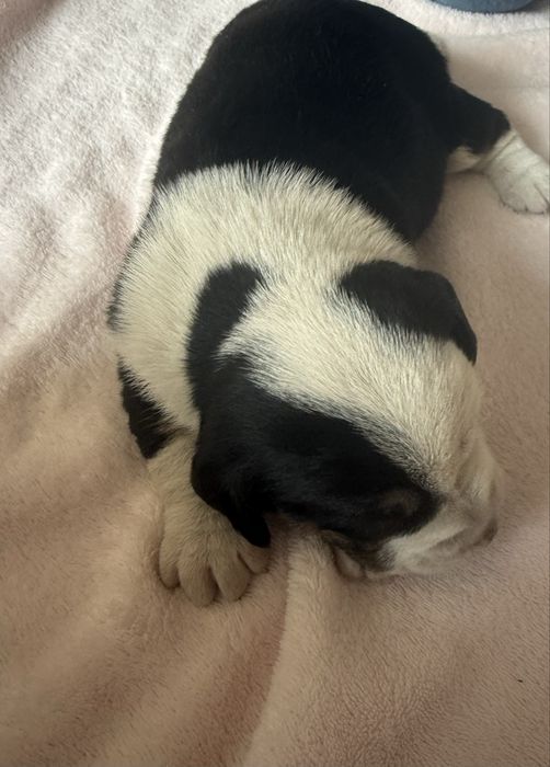 oddam pieska w dobre ręce