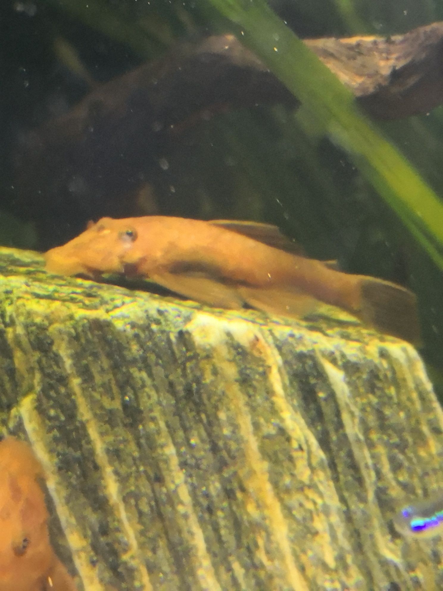 Glonojad/Zbrojnik RED samice