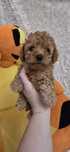 Maltipoo suczka F1b do odbioru