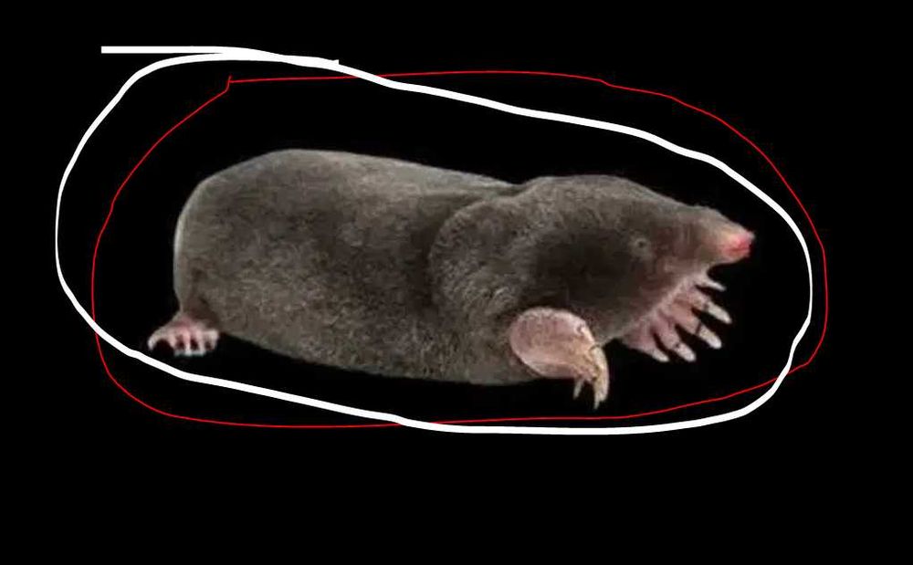 Засіб для захисту городу від кротів