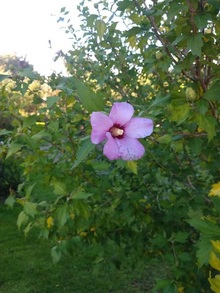 Nasiona  hibiskusa