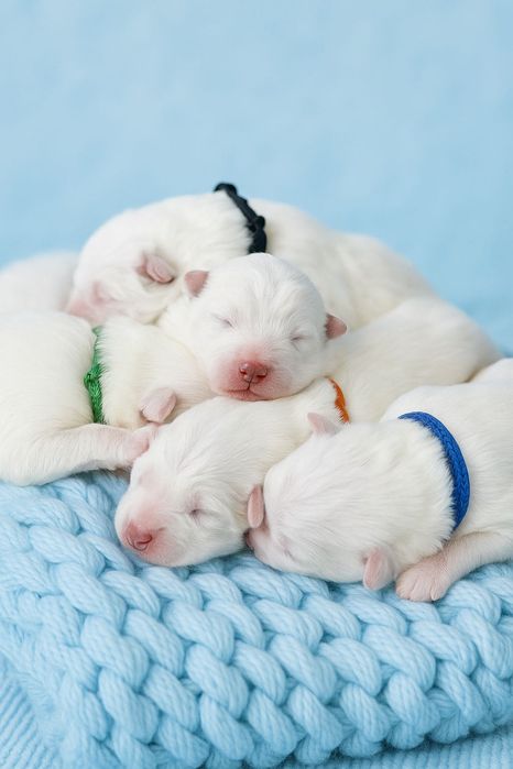 Szczenię Samoyed ZKwP odbiór GRUDZIEŃ 2025