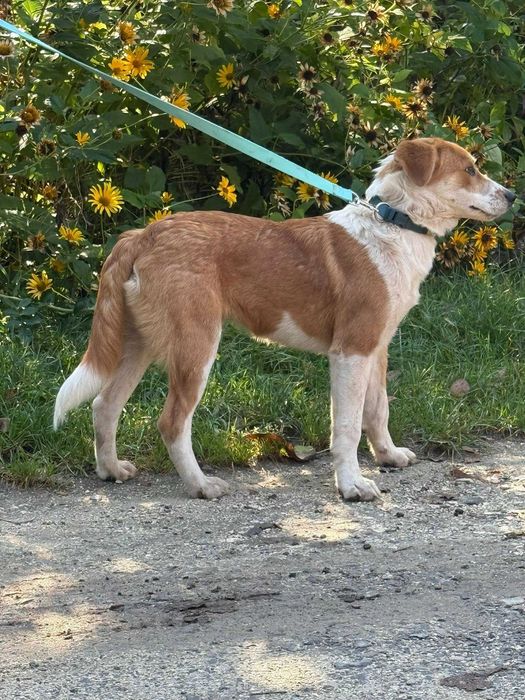 Bąbel- roczny psiak do adopcji