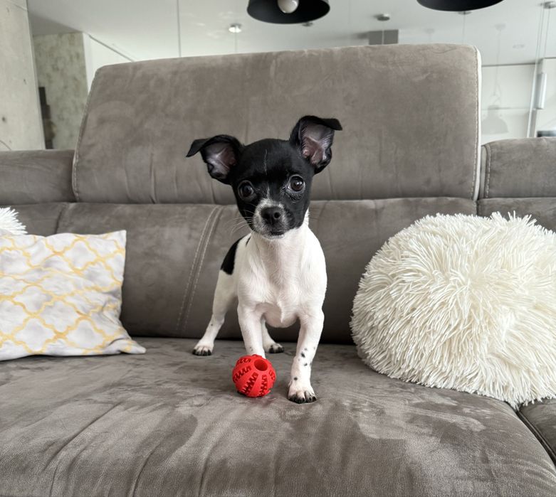 Excelente mini Chihuahua/Chiuaua de Qualidade