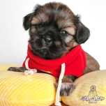 Filhote Macho Shih Tzu