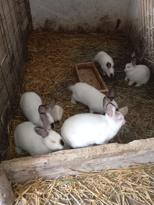 Króliki kalifornijskie