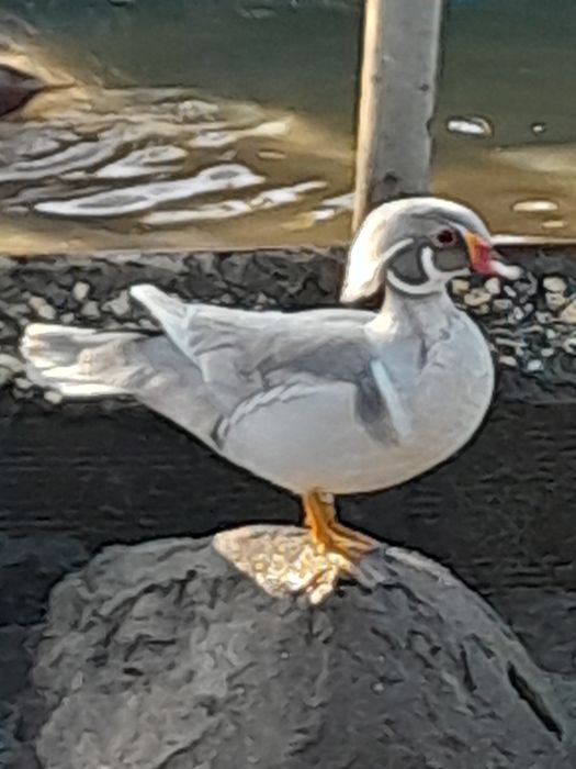 Patos ,pavões  azul, novos ,perdizes Califórnia