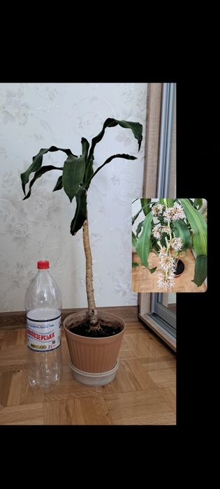 Хойи. Шеффлеры. Драцены.  Большие цветы.