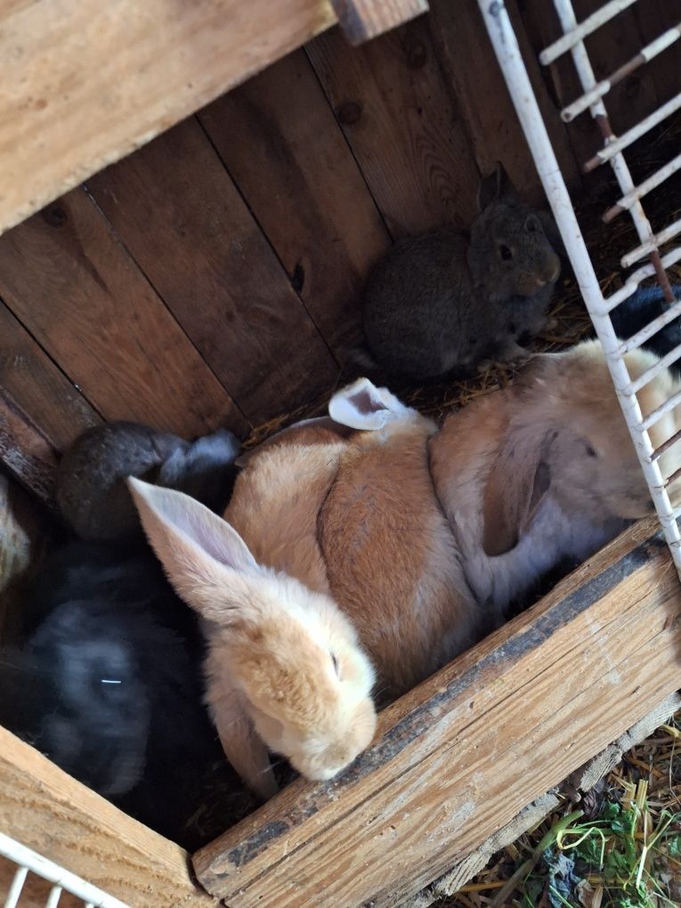 Młode króliki Barany Francuskie
