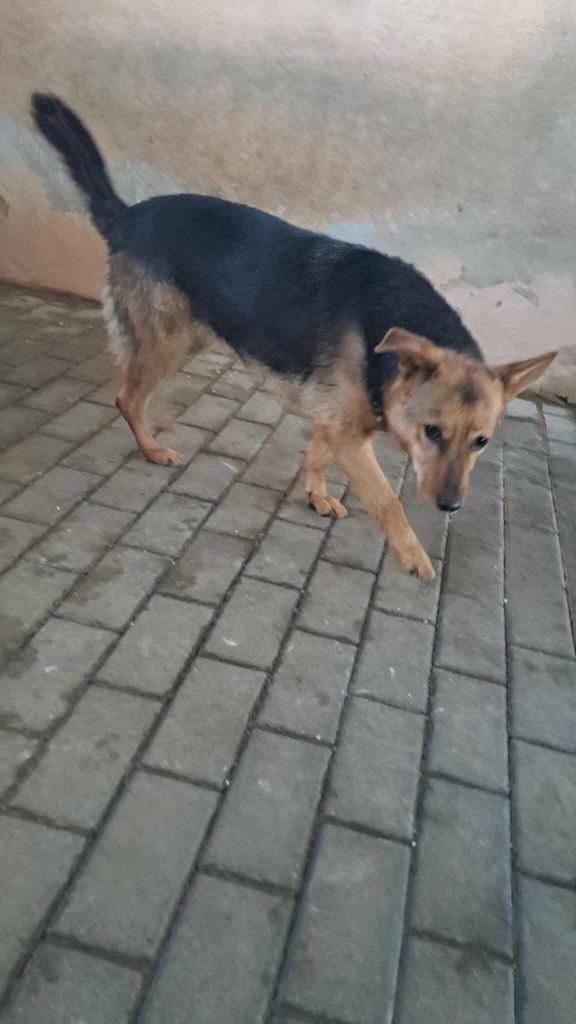 Wiki do pilnej adopcji!