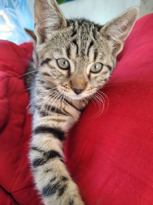 Cheetoh / кошення / кішечки