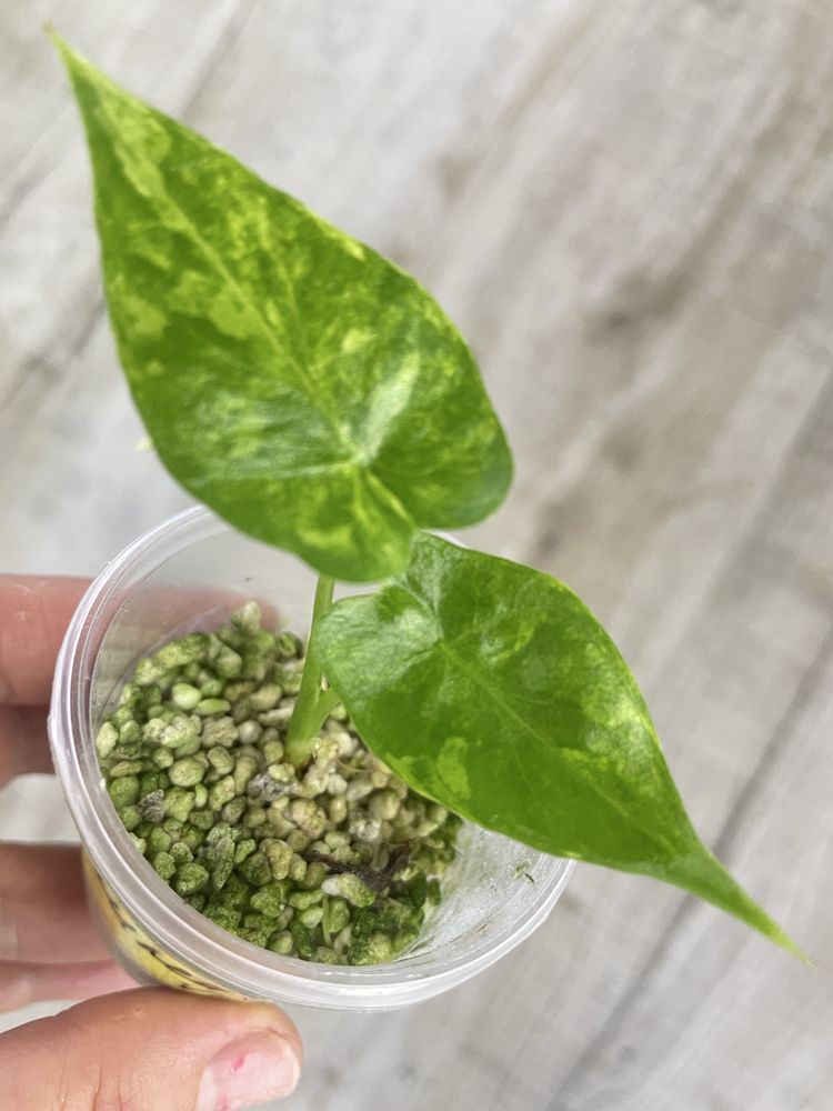 Алоказія (Alocasia) Scalprum ,Odora variegata Batik