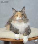Piękna, dorosła kotka Maine Coon 8 lat / FPL FIFe