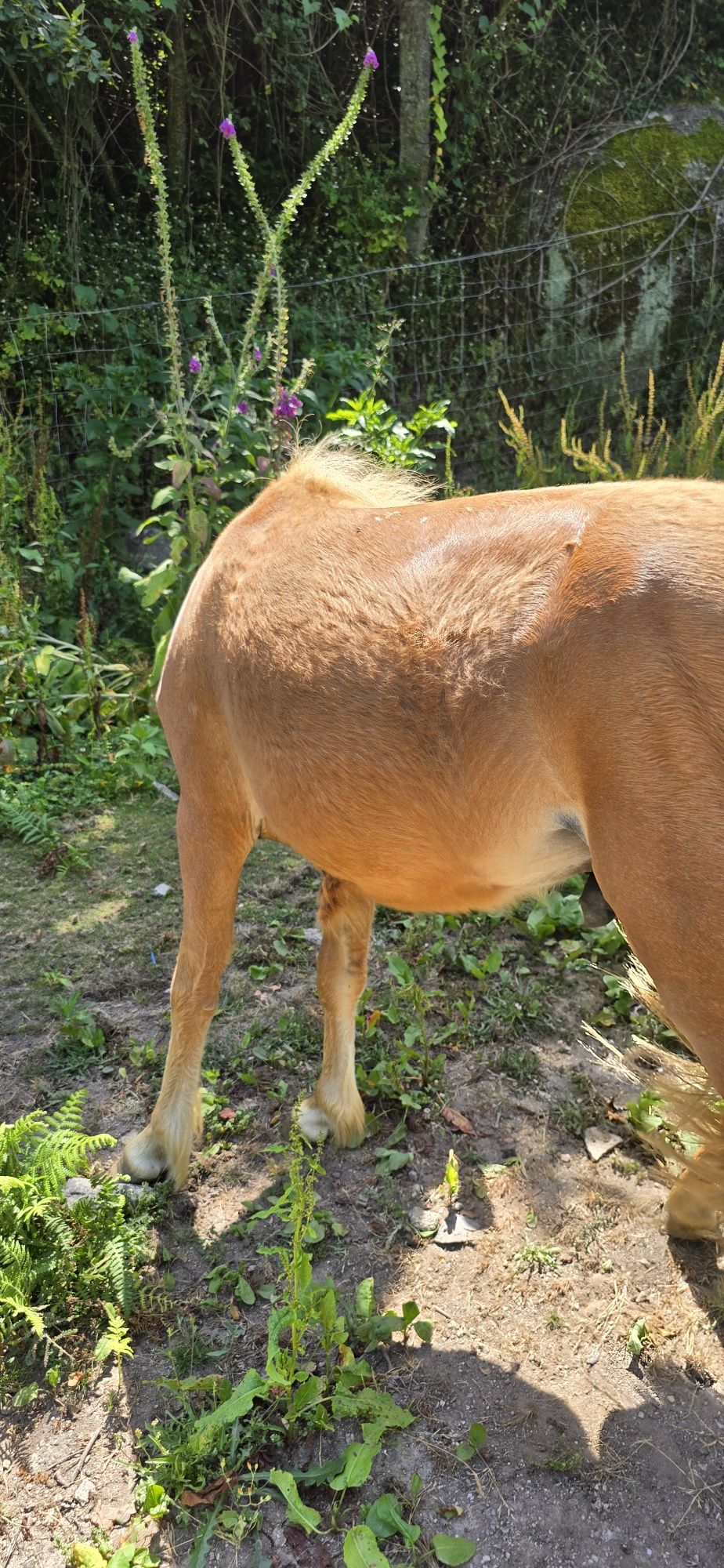 PONEI - Macho pelagem Lazã