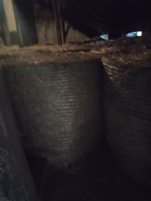 Siano sezon 2024 bele 120x120 prasa pasowa