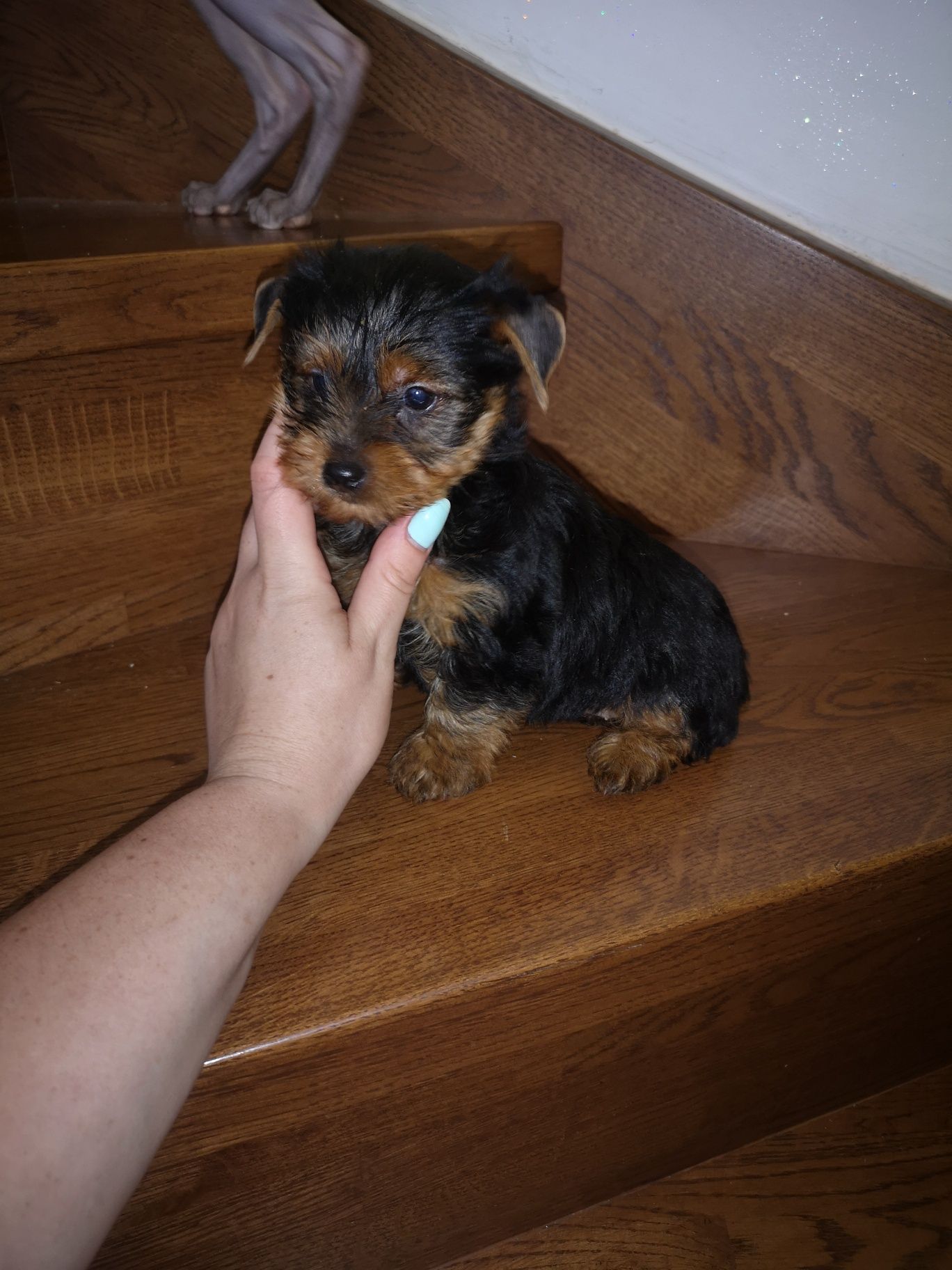 York 8tyg Yorkshire terrier Paszport chip Rodowód